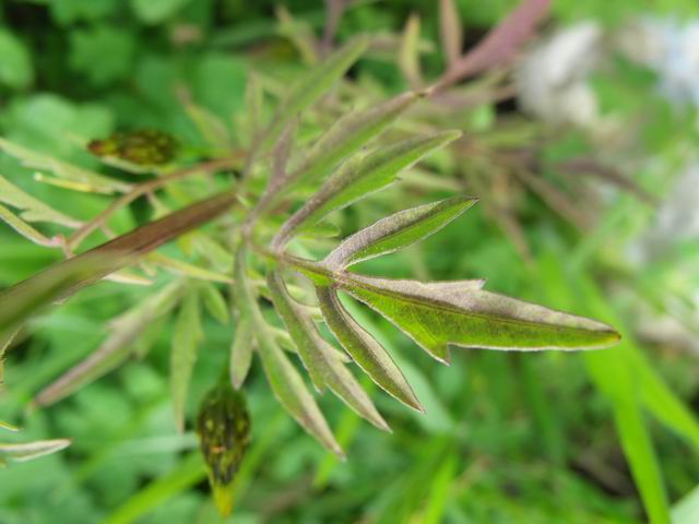 Bidens bipinnata